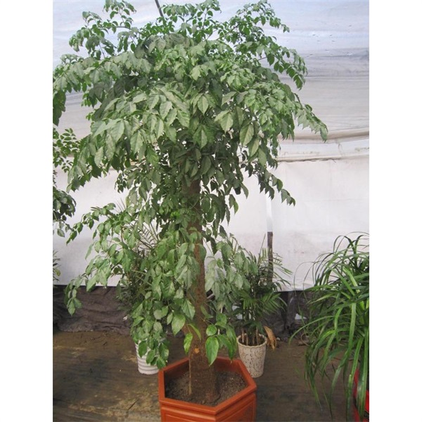 特大單桿幸福樹(shù)